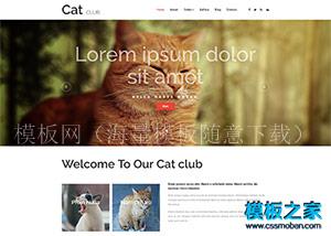 cat猫宠物医院企业官网模板（带后台）